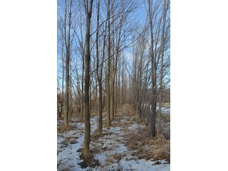 Property photo 39 - FARMLAND AUCTION, 60+/- Acres in 6 Tracts ranging from 4 to 20 acres & in combinations!